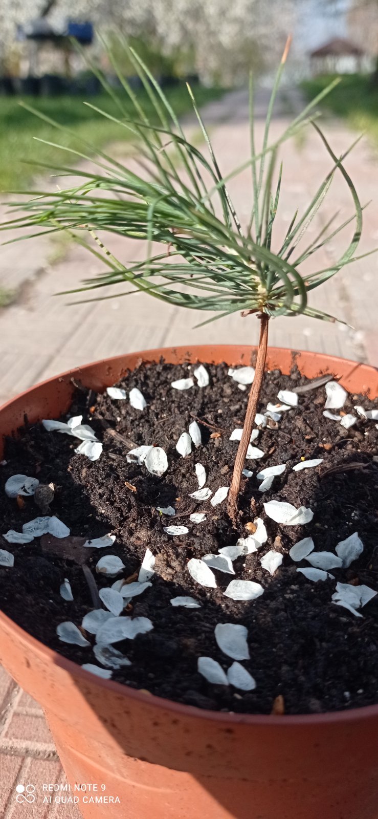 Кедр Джерарда 2 года